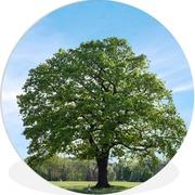 Tarotlezen.nl - tarotkaartlezer Jess