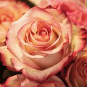 Tarotlezen.nl - tarotkaartlezer Rose